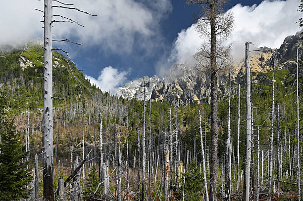 istock Dead trees in mountain forest in the Tatra Mountains, Slovakia 2251904446