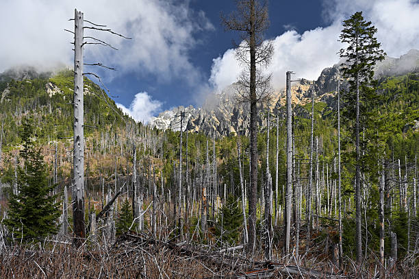 istock Dead trees in mountain forest in the Tatra Mountains, Slovakia 2251904454