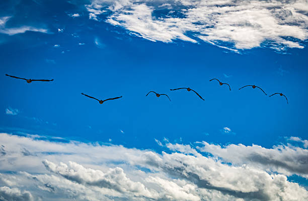 A flock of pelicans fly over Mickler's Landing beach in St. Augustine, Florida on a late November morning.