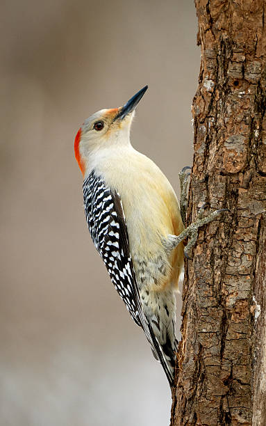 istock Female red-bellied woodpecker 2251905242