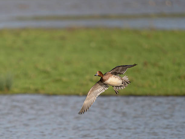 istock Eurasian wigeon, Anas penelope 2251905369