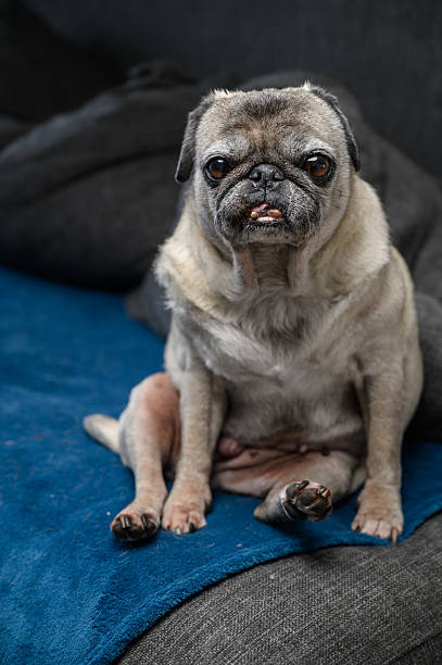 istock Aged Pug Dog with Gray Muzzle Sitting on Cozy Sofa Corner 2251907020