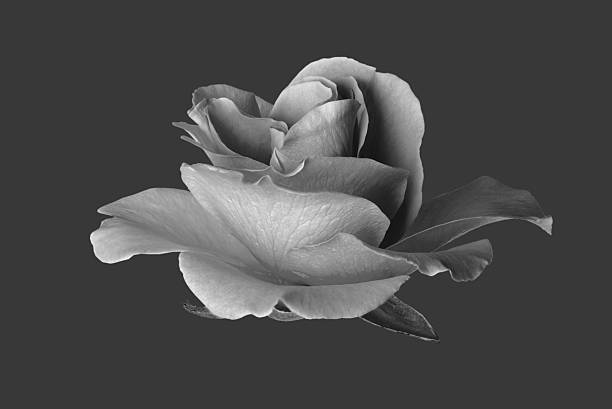 Black and white rose on a white background