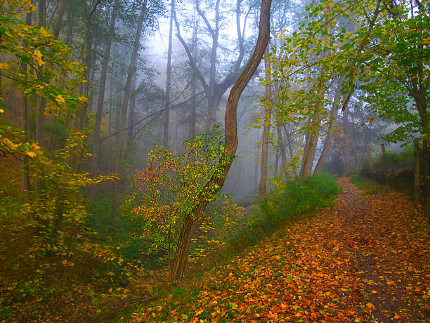 Mysterious foggy forest with forest path during autumn day, sunlight,fog, green and yellow leafs.  Mystique  relaxing  nature, creepy mood. Czech republic,Europe.