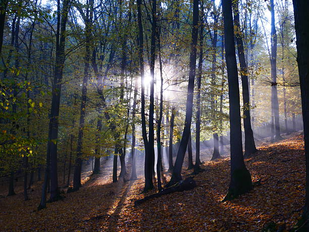 Mysterious foggy forest during autumn day, sunlight,fog, green and yellow leafs,sun rays.  Mystique  relaxing  nature, creepy mood. Czech republic,Europe.