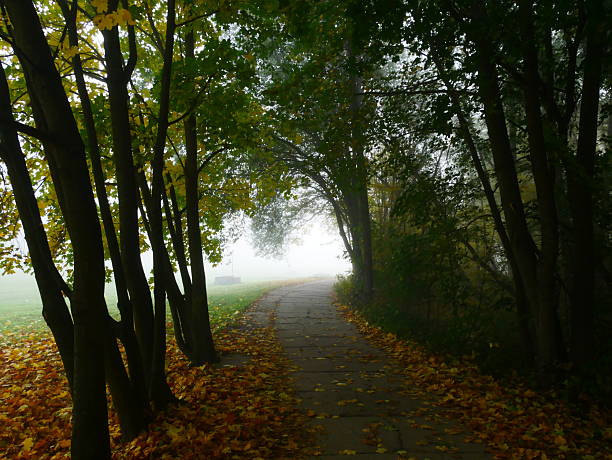 istock Mysterious foggy forest with forest road during autumn day 2251909738