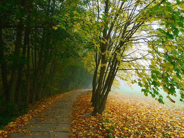 Mysterious foggy forest with forest road during autumn day, sunlight,fog, green and yellow leafs.  Mystique  relaxing  nature, creepy mood. Czech republic,Europe.