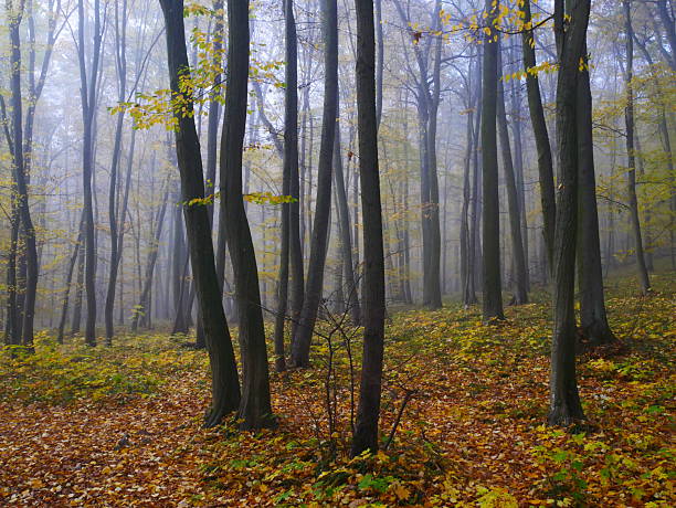 Mysterious foggy forest during autumn day, sunlight,fog, green and yellow leafs.  Mystique  relaxing  nature, creepy mood. Czech republic,Europe.