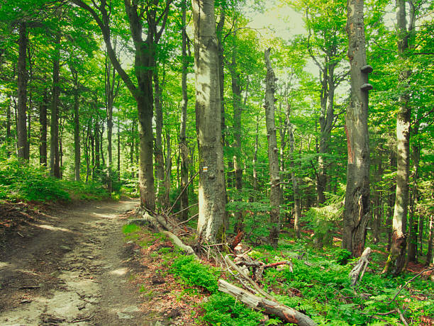 Mountain forest in the Beskydy mountains on a summer day, forest road. Lush green vegetation.  Czech republic. Creative post processing.