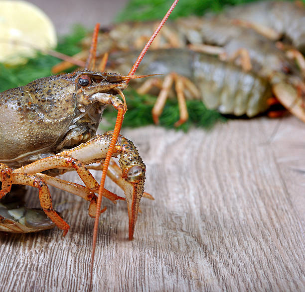 istock fresh crayfish and green dill on a wooden table. 2251910032