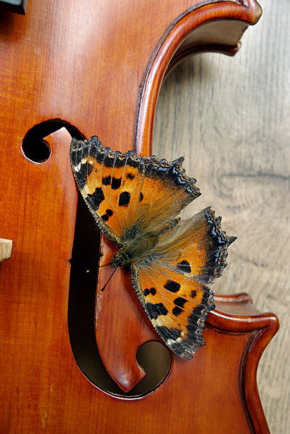 istock violin and butterfly. butterfly large tortoiseshell. top view. 2251910048