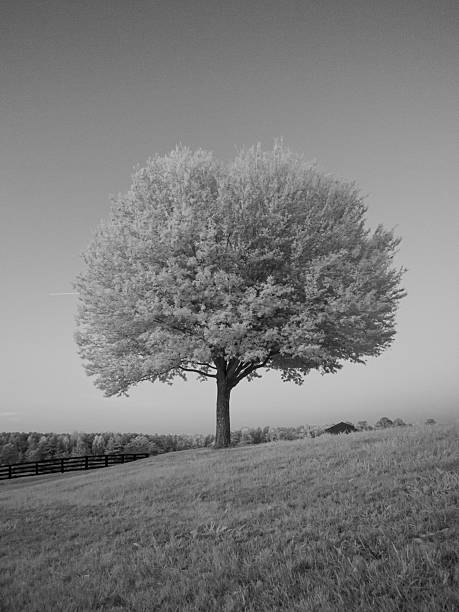 istock Lone Oak Tree on Equestrian Property 2251911816