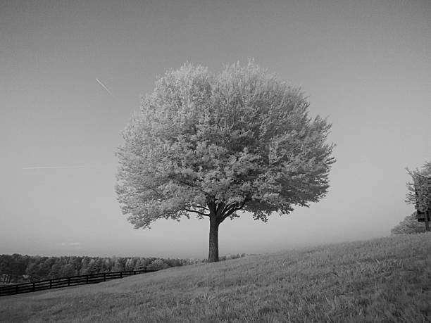 istock Lone Oak Tree on Equestrian Property 2251911832