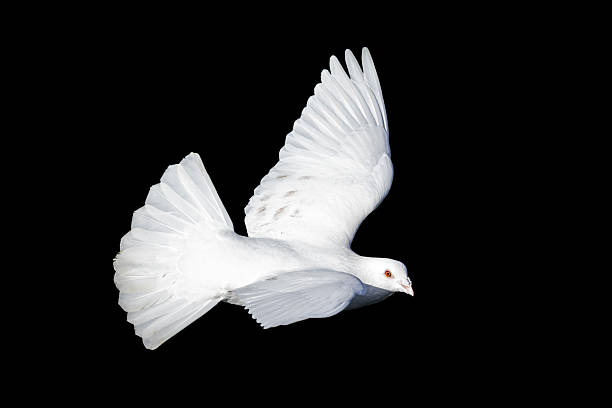 istock Rock Pigeon bird 2251912305
