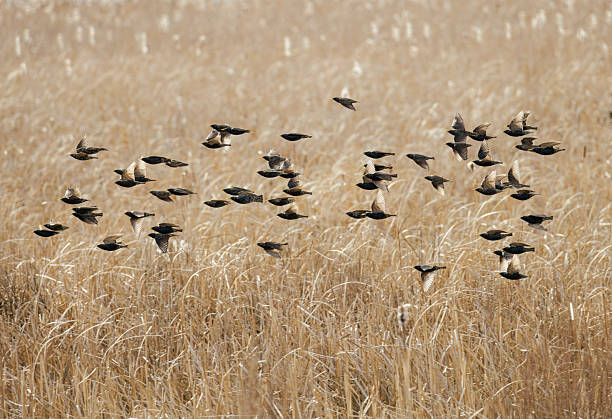 istock European Starling bird 2251912625
