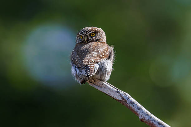 istock Northern pygmy owl 2251912752