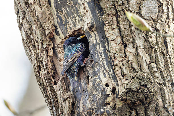 istock European Starling bird 2251912808