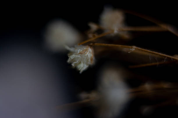 macro photograph of dried flowers