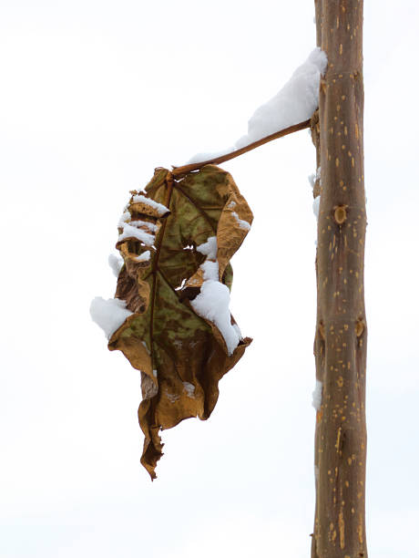 Brown leaf covered in frost glistening on a bare winter branch against blurred background