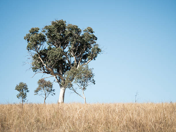 istock A large eucaluptus tree and two small ones standing in grasslands with a blue sky 2251916083