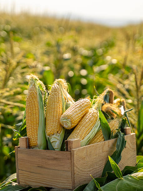 istock Freshly Harvested Corn Cobs in Wooden Crate on a Farm Field 2251917567