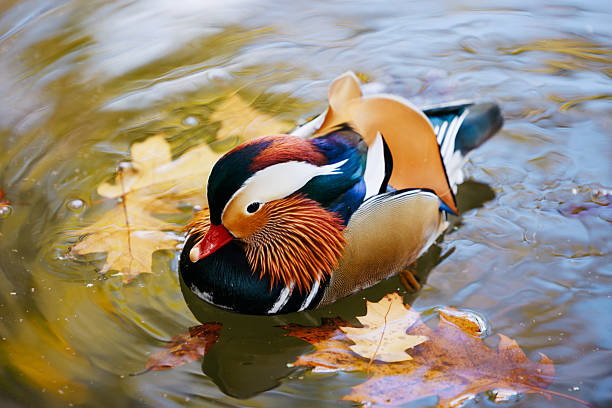 Colorful mandarin duck swimming gracefully in tranquil water surrounded by autumn leaves, showcasing vibrant plumage and serene natural habitat