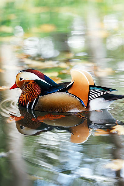 istock Colorful mandarin duck swimming gracefully 2251917951
