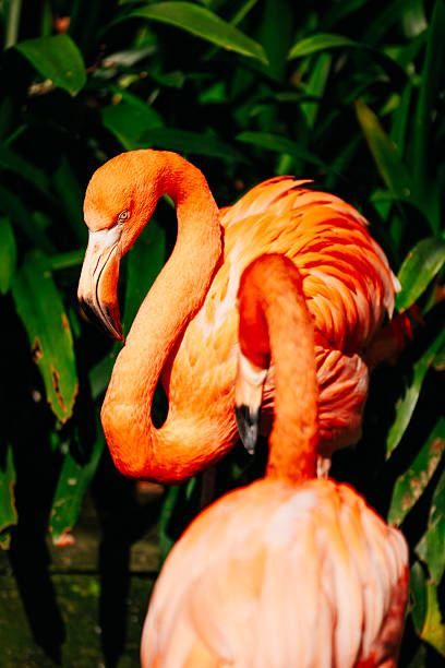 istock Brightly colored flamingos with striking plumage 2251918079