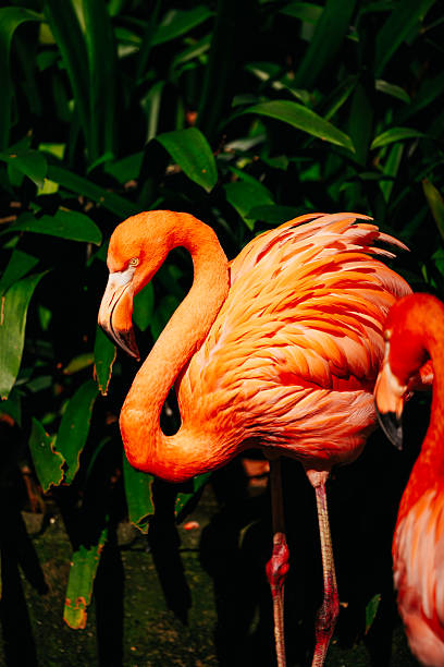 istock Vibrant flamingo with striking 2251918082