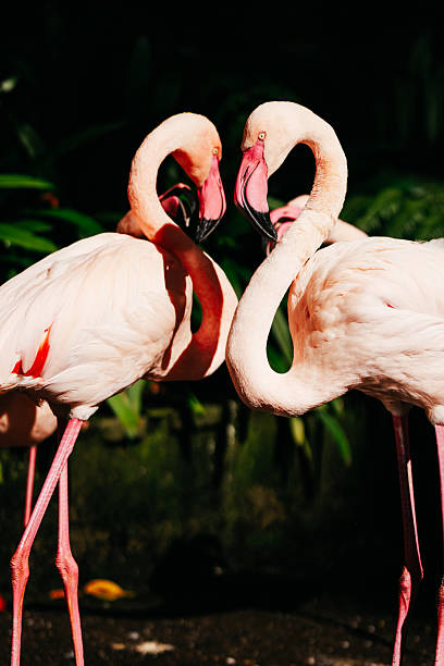 istock Vibrant flamingo with striking 2251918088