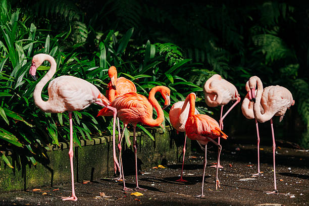 istock Brightly colored flamingos with striking plumage 2251918093