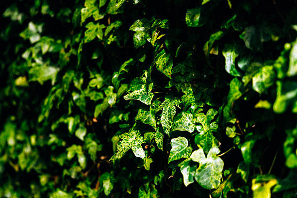 Lush green ivy leaves create a dense natural wall, showcasing vibrant foliage textures and patterns, ideal for enhancing outdoor spaces and nature-themed designs