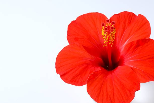 istock Hibiscus flower on white background 2251919334