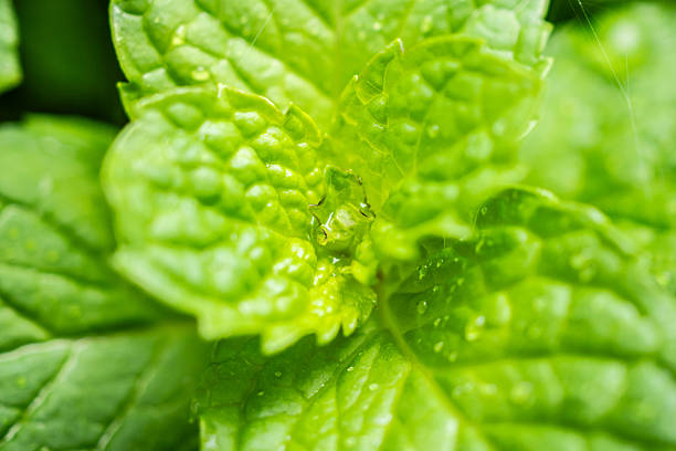 Fresh green peppermint plant in the garden