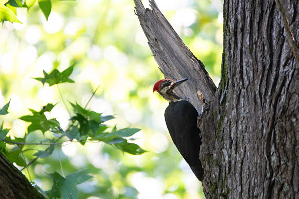 A Pileated Woodpecker on a dead long