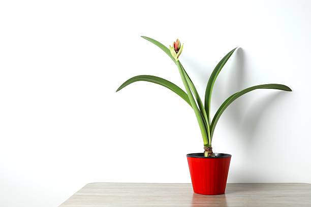 Amaryllis is a genus of herbaceous, perennial, bulbous plants belonging to the family Amaryllis amaryllidaceae.