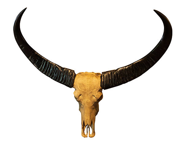 istock Buffalo skull with black curved horns isolated on white background, clipping path included 2251923355