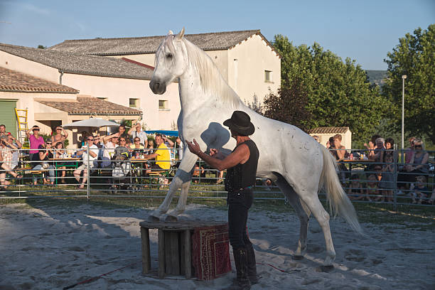 This thrilling Romani show took place in Ongles, Alpes de Haute Provence, France on the 3 July 2010.  Their culture is of nomadic nature. This trainer is talking to his horse who is proudly standing with its two front feet on a barrel. The public were warmly welcomed.