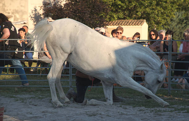 This thrilling Romani show took place in Ongles, Alpes de Haute Provence, France on the 3 July 2010.  Their culture is of nomadic nature. The white horse is bowing for the audience. The public were warmly welcomed.