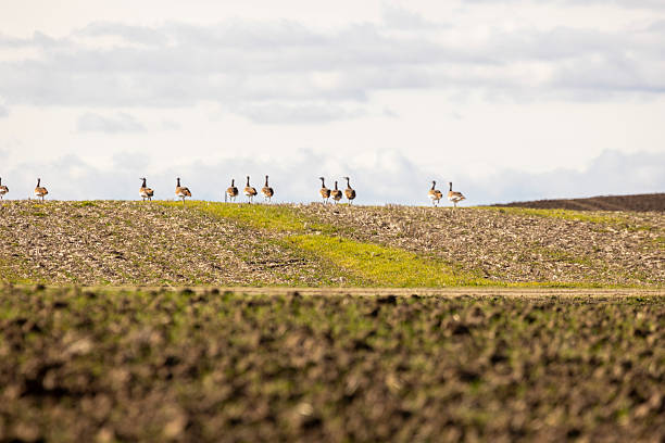 istock A flock of great bustards are walking across a field 2251924097