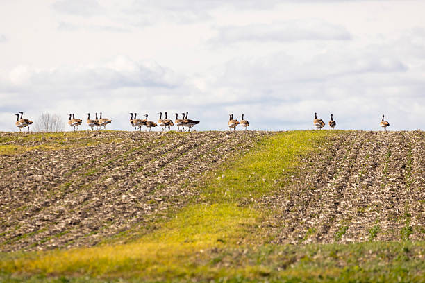 istock A flock of great bustards are walking across a field 2251924401