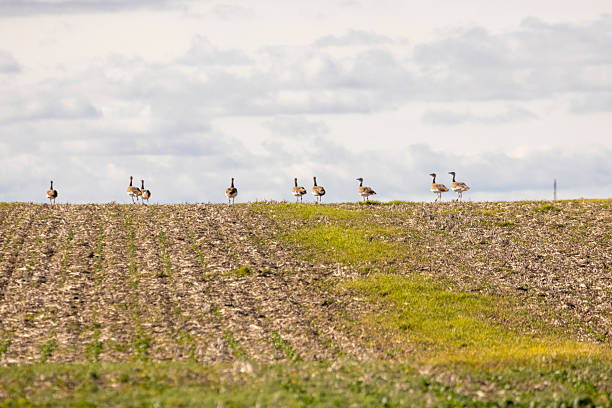 istock A flock of great bustards are walking across a field 2251924532