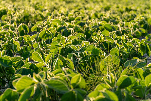 istock A field of green plants with some frost on them 2251925384