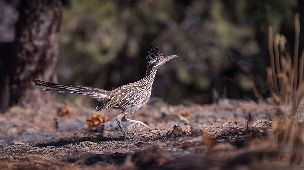 istock Greater Roadrunner in Death Valley Campground 2251926879