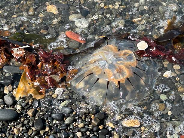 istock Jellyfish at Deep Creek Boat Launch Alaska 2251927185