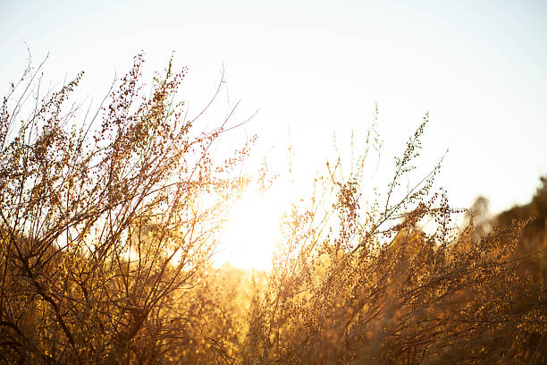 istock Sunrise Through Trees in Warm Orange Light 2251928382
