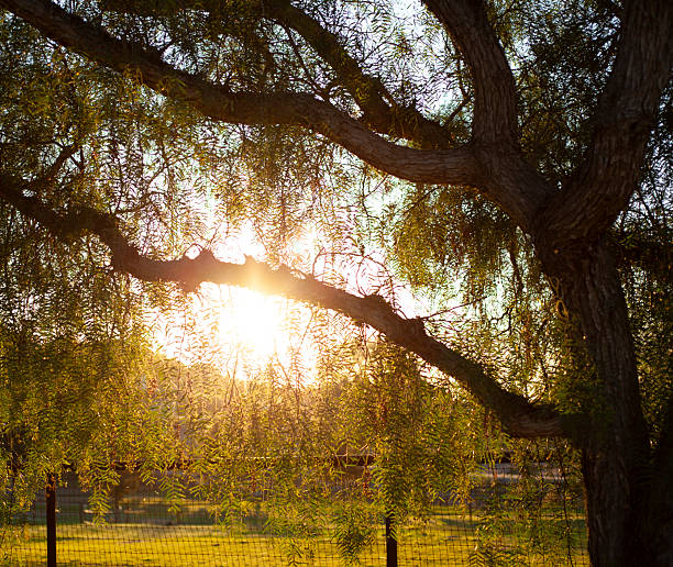 Sunrise Through Trees in Warm Orange Light
