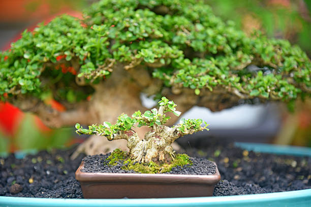 istock Bonsai tree in details and close up 2251932155