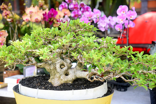 Bonsai tree in details and close up