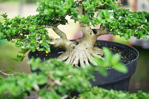 istock Bonsai tree in details and close up 2251932447